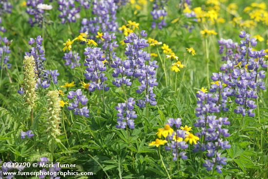 Broadleaf Lupines w/ Bracted Lousewort, Mountain Arnica