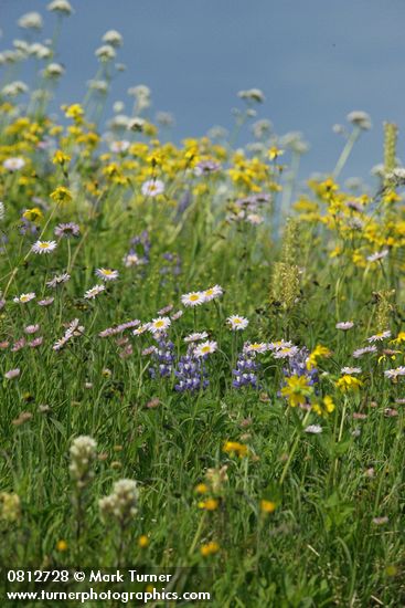 Wandering Daisies, Broadleaf Lupines in meadow w/ Mountain Arnica, Sitka Valerian soft bkgnd