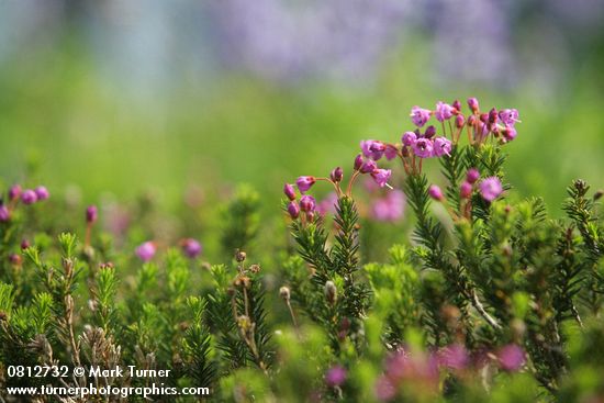 Pink Heather