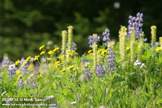 Mountain Arnica, Broadleaf Lupines w/ Bracted Lousewort soft bkgnd