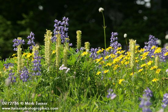 Mountain Arnica, Broadleaf Lupines w/ Bracted Lousewort