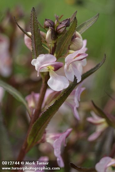 Sickletop Lousewort blossoms & foliage
