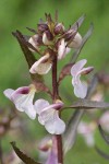 Sickletop Lousewort blossoms & foliage