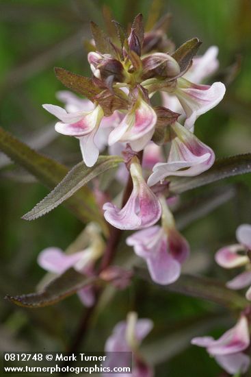 Sickletop Lousewort blossoms & foliage