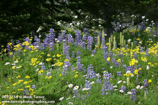 Wandering Daisies, Mountain Arnica, Broadleaf Lupines, Bracted Lousewort in subalpine meadow
