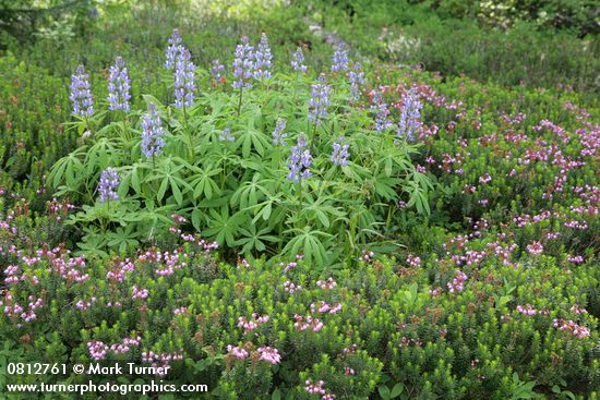 Broadleaf Lupines ringed by Pink Heather