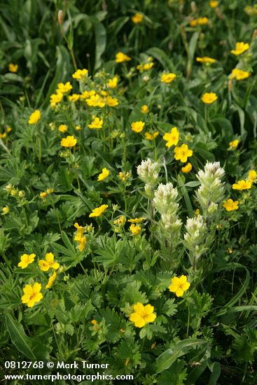 Small-flowered Paintbrush w/ Fanleaf Cinquefoil