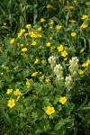 Small-flowered Paintbrush w/ Fanleaf Cinquefoil