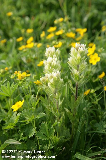 Small-flowered Paintbrush w/ Fanleaf Cinquefoil