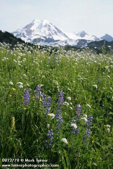 Broadleaf Lupines, Sitka Valerian in meadow w/ Mt. Baker soft bkgnd