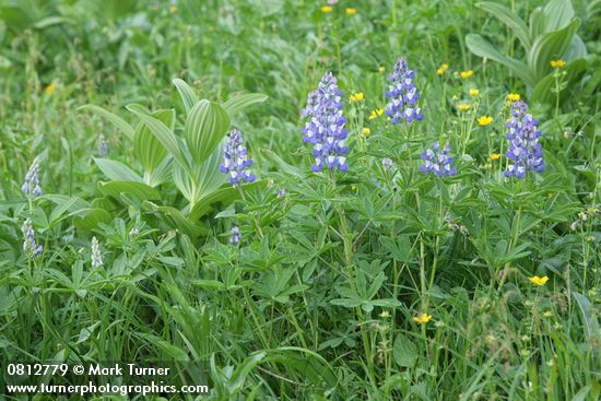Broadleaf Lupines w/ Green Corn Lily foliage