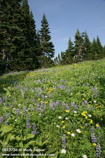 Mountain Arnica, Broadleaf Lupines, Sitka Valerian in subalpine meadow w/ Subalpine Firs bkgnd