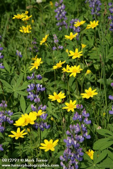 Mountain Arnica w/ Broadleaf Lupines