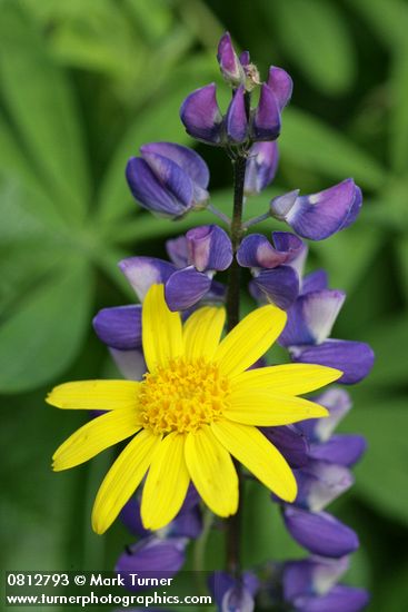 Mountain Arnica & Broadleaf Lupine blossoms detail