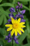 Mountain Arnica & Broadleaf Lupine blossoms detail