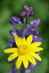 Mountain Arnica & Broadleaf Lupine blossoms detail