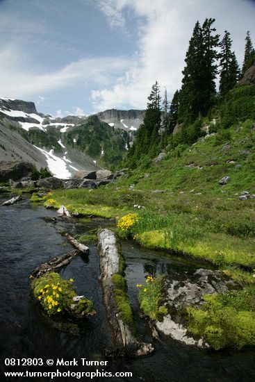 Mountain Monkeyflower beside Bagley Creek w/ Table Mtn bkgnd