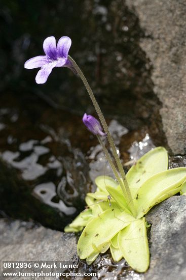 Common Butterwort