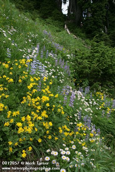 Mountain Arnica, Broadleaf Lupines, Wandering Daisies in hillside meadow
