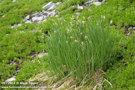 Black Alpine Sedge
