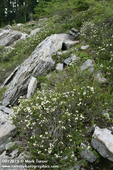 White Heather habitat view