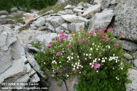 White & Pink Heather among talus