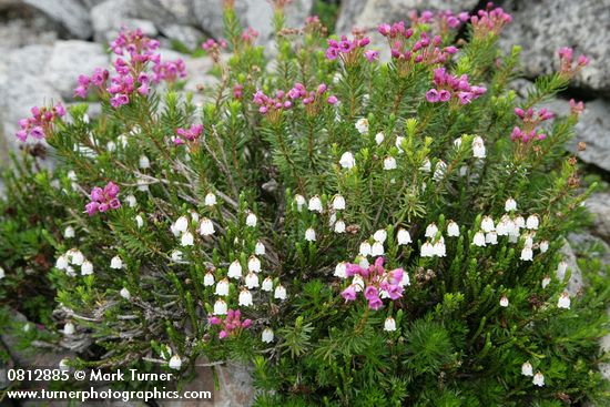 White & Pink Heather