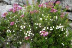 White & Pink Heather