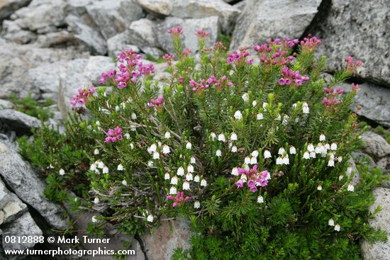 White & Pink Heather