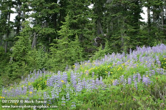 Broadleaf Lupines & Mountain Arnica in meadow w/ Mountain Hemlocks bkgnd