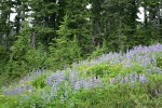 Broadleaf Lupines & Mountain Arnica in meadow w/ Mountain Hemlocks bkgnd