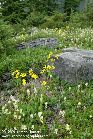 Mountain Arnica among Patridgefoot