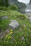 Mountain Arnica among Patridgefoot w/ Iceberg Lake bkgnd