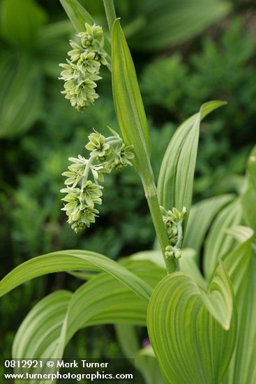 Green Corn Lily blossoms & foliage