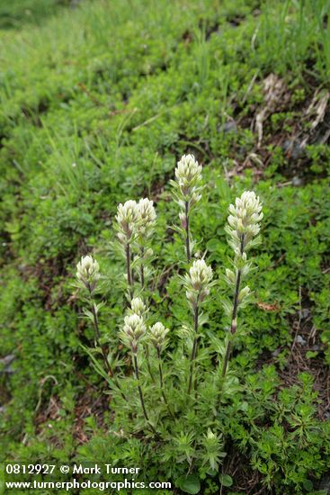 Small-flowered Paintbrush