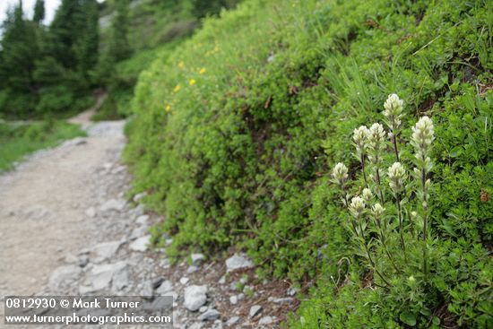 Small-flowered Paintbrush beside trail