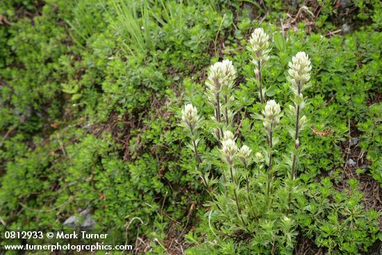 Small-flowered Paintbrush