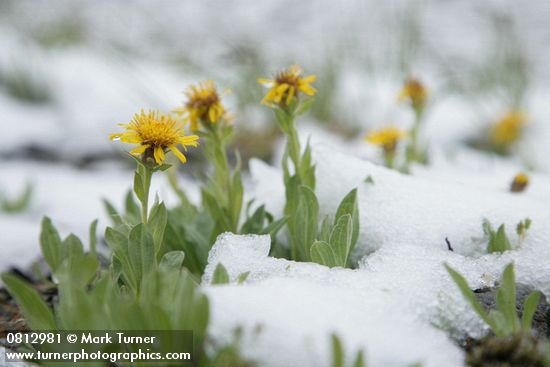 Lyall's Goldenweed w/ melting late summer snow