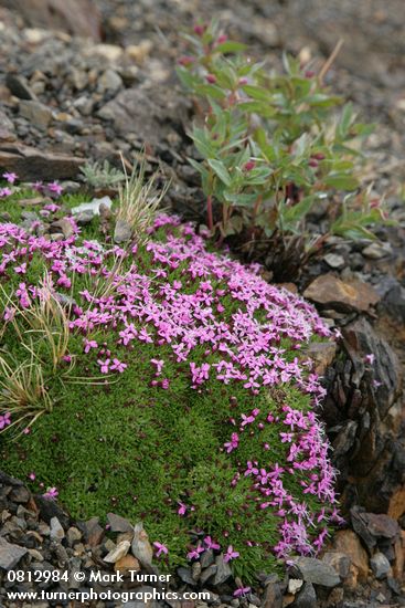 Moss Campion