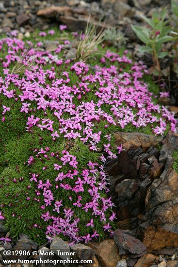 Moss Campion