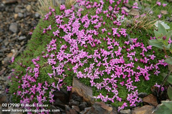 Moss Campion