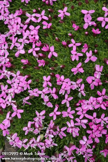 Moss Campion blossoms & foliage