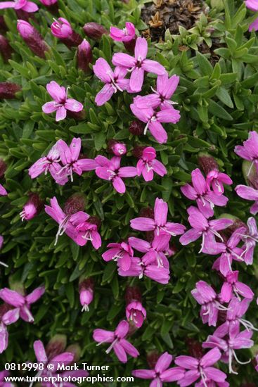 Moss Campion blossoms & foliage detail