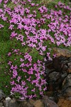 Moss Campion