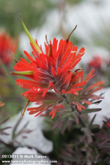 Cliff Paintbrush bracts & blossoms detail
