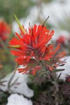 Cliff Paintbrush bracts & blossoms detail