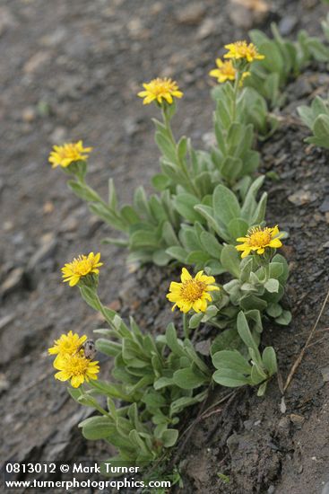 Lyall's Goldenweed on scree slope