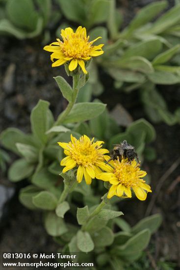 Lyall's Goldenweed w/ bumblebee
