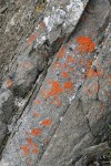 Elegant Sunburst Lichen on bedded rock