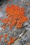Elegant Sunburst Lichen
